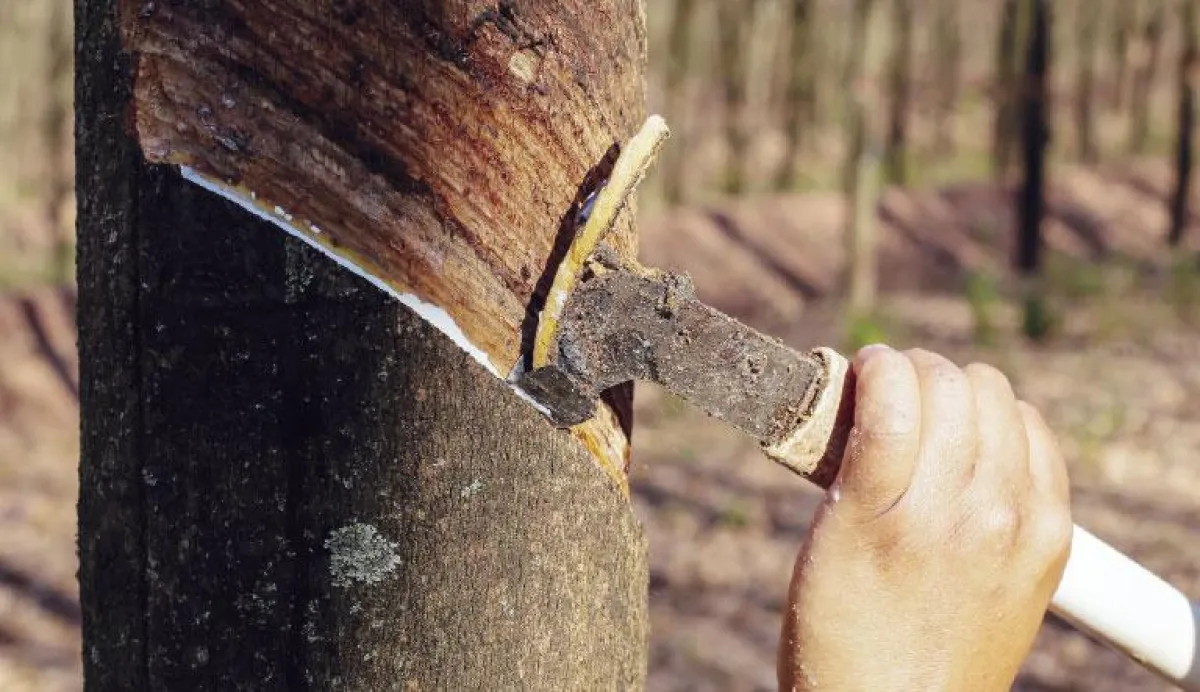 Tapping auf der Plantage Las Animas