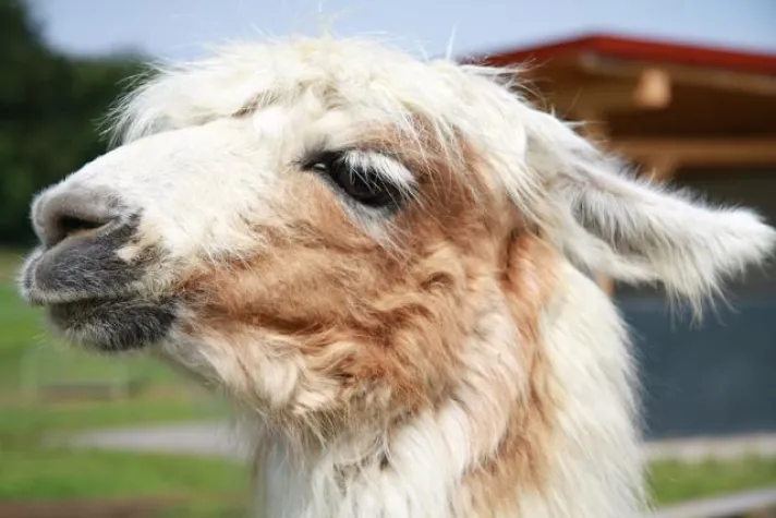 Neuweltkameliden – Kulturträger des Inkareiches Bild: Neuweltkameliden – Kulturträger des Inkareiches