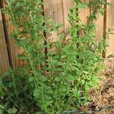 Altes Kräuterwissen auf den Land Vital Kneipp-Gesundheitshöfen Bild: Altes Kräuterwissen auf den Land Vital Kneipp-Gesundheitshöfen