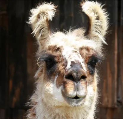 Anleinen – mitkommen – Entspanntes Wandern mit Exoten Bild: Anleinen – mitkommen – Entspanntes Wandern mit Exoten