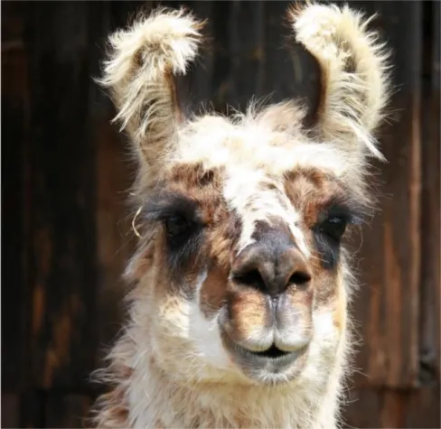 Anleinen – mitkommen – Entspanntes Wandern mit Exoten Bild: Anleinen – mitkommen – Entspanntes Wandern mit Exoten