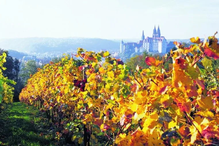 Bild: Dresden, Meißen und das Elbtal feiern 850 Jahre Weinbau in Sachsen