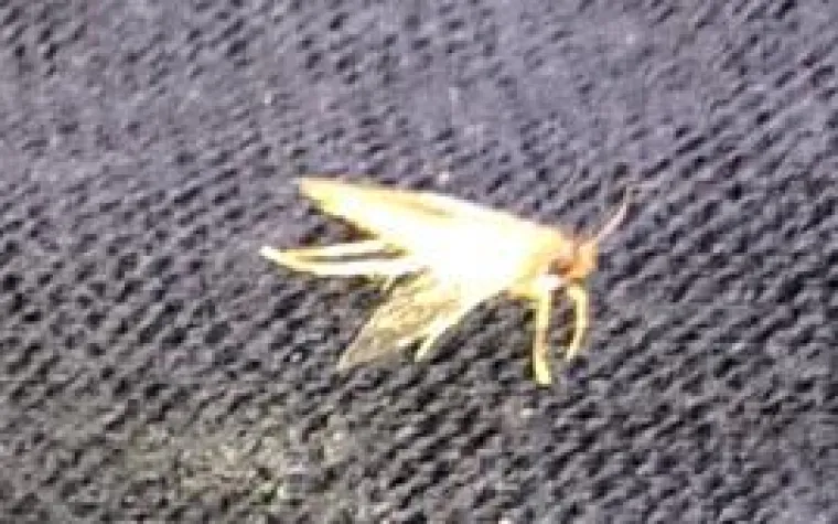 Tipps und Tricks um Motten effektiv zu bekämpfen Bild: Tipps und Tricks um Motten effektiv zu bekämpfen