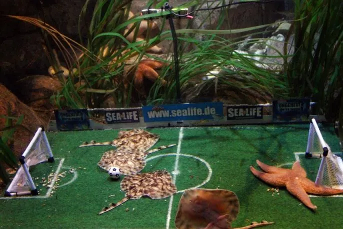 PRESSEINFORMATION: Babyrochenfußballmannschaft kickt sich warm im Sea Life Königswinter Bild: PRESSEINFORMATION: Babyrochenfußballmannschaft kickt sich warm im Sea Life Königswinter