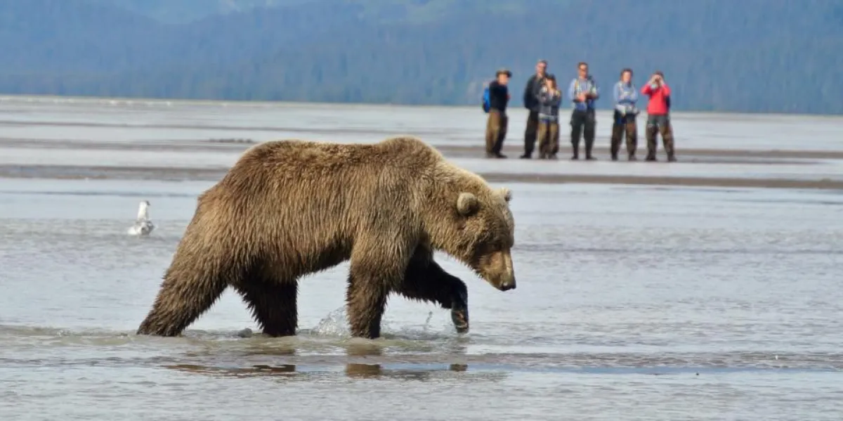 Bärenbeobachtung in Alaska