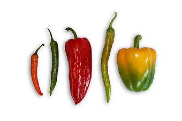 Frische Wahl Bild: Frische Wahl