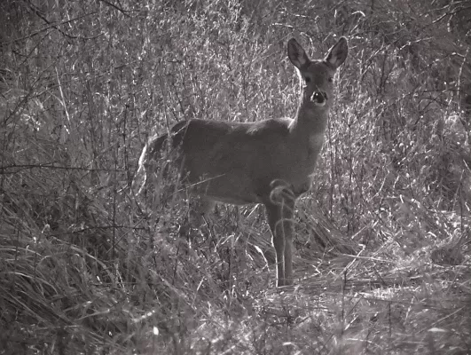 Bild: Weckruf für Minister Backhaus