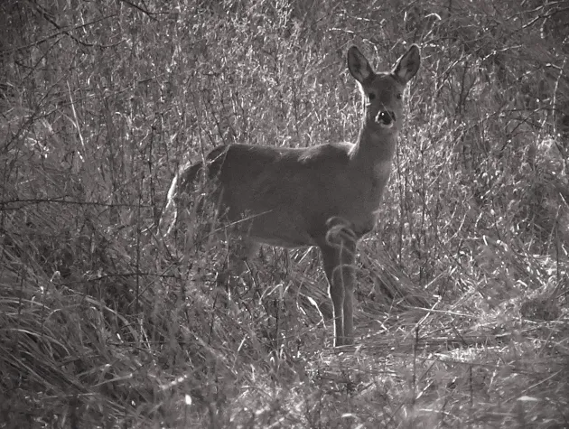 Bild: Weckruf für Minister Backhaus