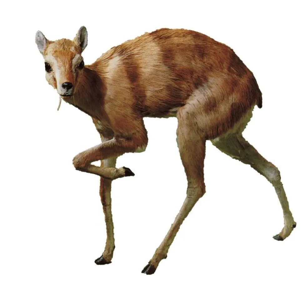 Rekonstruktion eines fossilen Moschustiers im Staatlichen Museum für Naturkunde. (Urhebervermerk: Staatliches Museum für Naturkunde.)