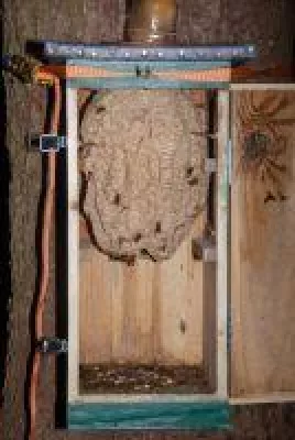 Bild: Umsiedlung statt Abtöten - 2019