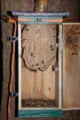 Umsiedlung statt Abtöten - 2019 Bild: Umsiedlung statt Abtöten - 2019