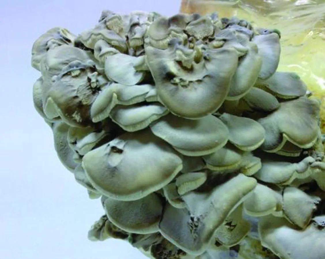 Der Maitake ist sehr wirksam zum Gegensteuern von Übergewicht