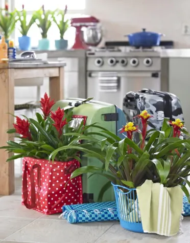 Karibisches Ambiente im Wohnzimmer – Bromelien peppen die kalte Jahreszeit auf Bild: Karibisches Ambiente im Wohnzimmer – Bromelien peppen die kalte Jahreszeit auf
