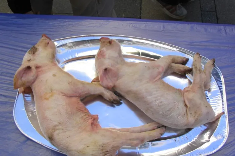Schweineleichen in der Fußgängerzone Bild: Schweineleichen in der Fußgängerzone