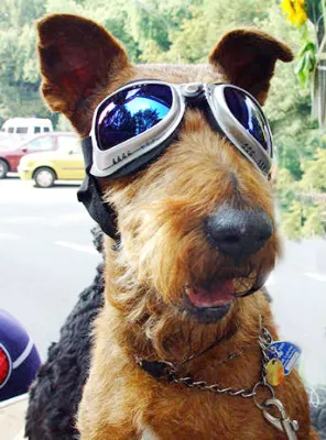 Bild: Erste Heimtiermesse in Berlin