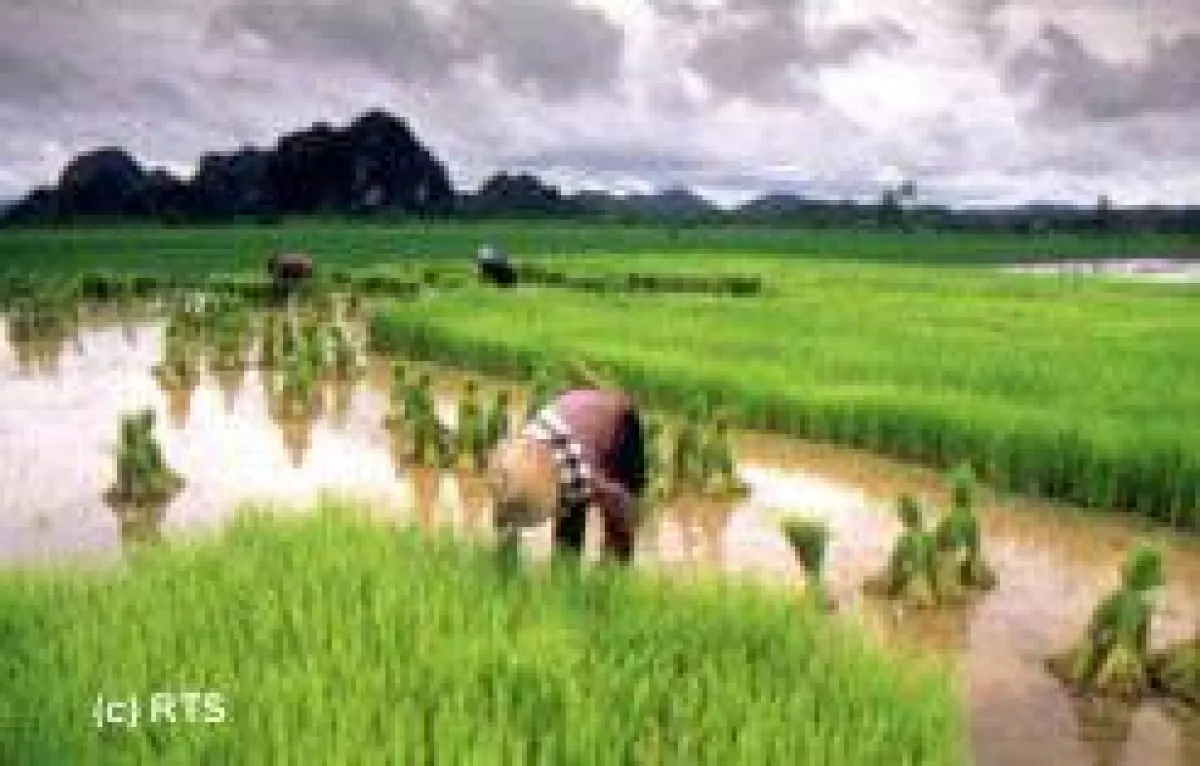 Reisanbau im Nordosten Thailands