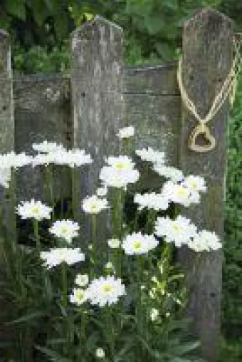 Sommermargerite 'Naseweis' überzeugt auch als Schnittblume Bild: Sommermargerite 'Naseweis' überzeugt auch als Schnittblume