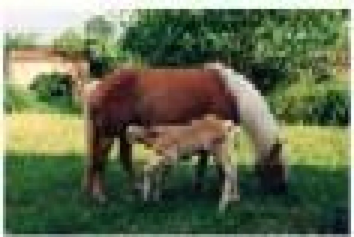 Haflinger Stute mit ihrem Fohlen