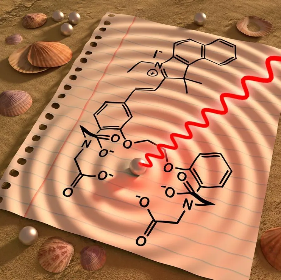Kalziumwellen – ein neuer Sensor verwandelt Licht in Schall, um Kalziumflüsse im Körper sichtbar zu machen. ((Bild: B. van Rossum, G. Westmeyer / TUM))