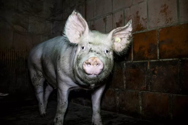 Bild: Massive Tierquälerei in zwei Westfleisch-Zulieferbetrieben im Kreis Steinfurt (NRW)