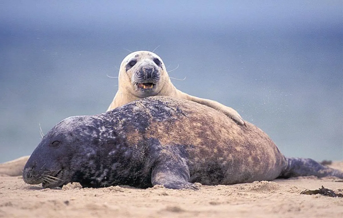 Kegelrobben auf Helgoland Foto: J.Kriese / IRISPIX