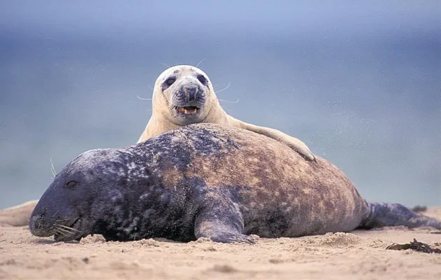 Bild: Winterliche Fotoreise zu den jungen Kegelrobben nach Helgoland