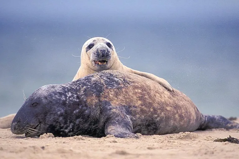 Bild: Winterliche Fotoreise zu den jungen Kegelrobben nach Helgoland