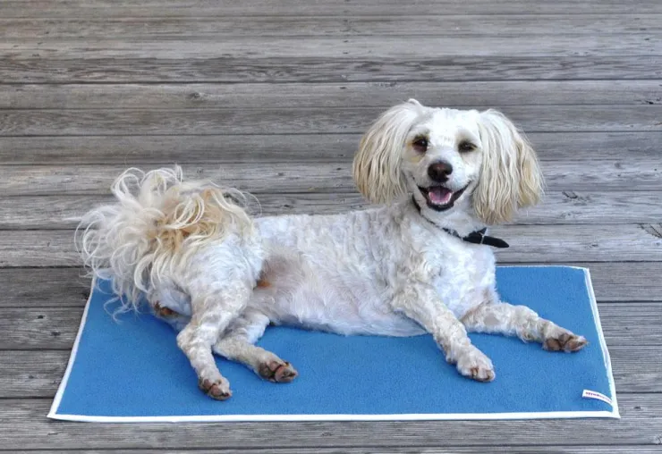 Neu: Inkontinenz-Auflagen für Hunde von piccobello – der sichere Schutz für alle Liegeplätze Ihres Hundes. Bild: Neu: Inkontinenz-Auflagen für Hunde von piccobello – der sichere Schutz für alle Liegeplätze Ihres Hundes.