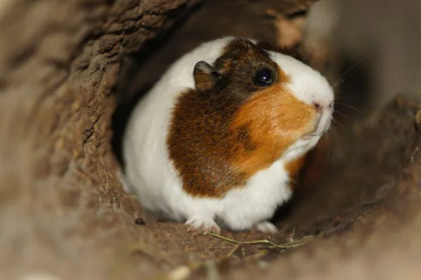 Bild: Tierherbergen verzichten auf Tiervermittlungen