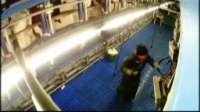 Bild: Milchbetrieb-Skandal bei Flensburg: Sohn des Landwirts misshandelt Kühe und greift ProSieben Kamera-Team an