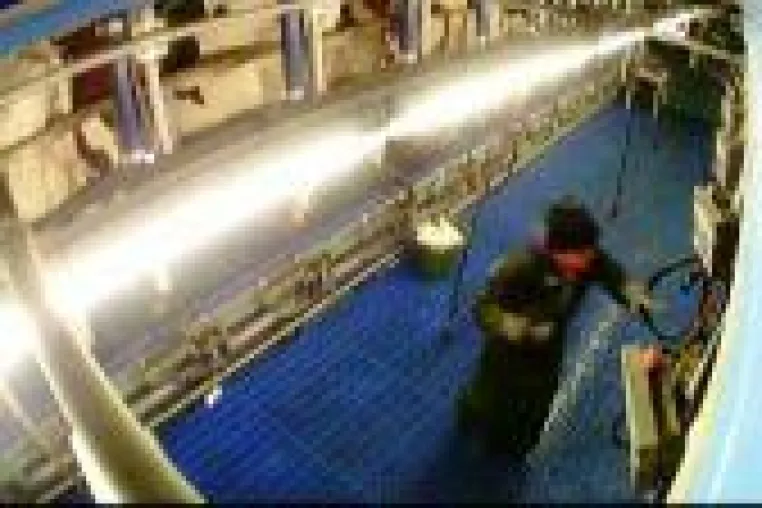 Bild: Milchbetrieb-Skandal bei Flensburg: Sohn des Landwirts misshandelt Kühe und greift ProSieben Kamera-Team an