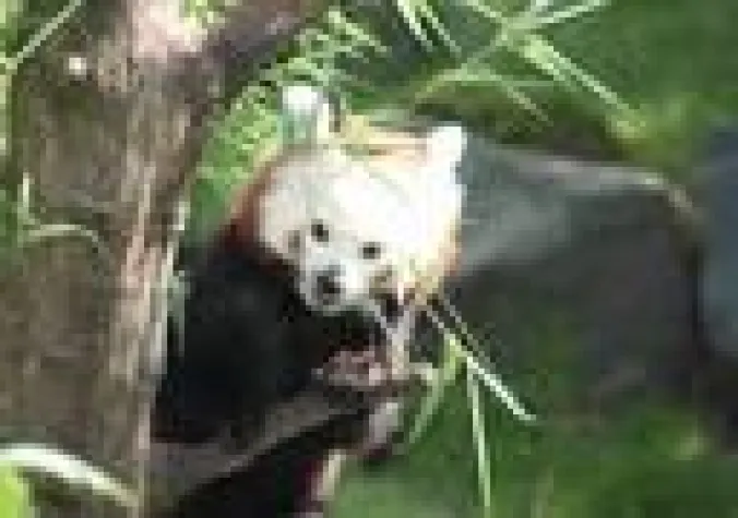 Bild: Im Erlebnis-Zoo Hannover geht die Sonne auf