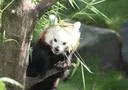 Bild: Im Erlebnis-Zoo Hannover geht die Sonne auf