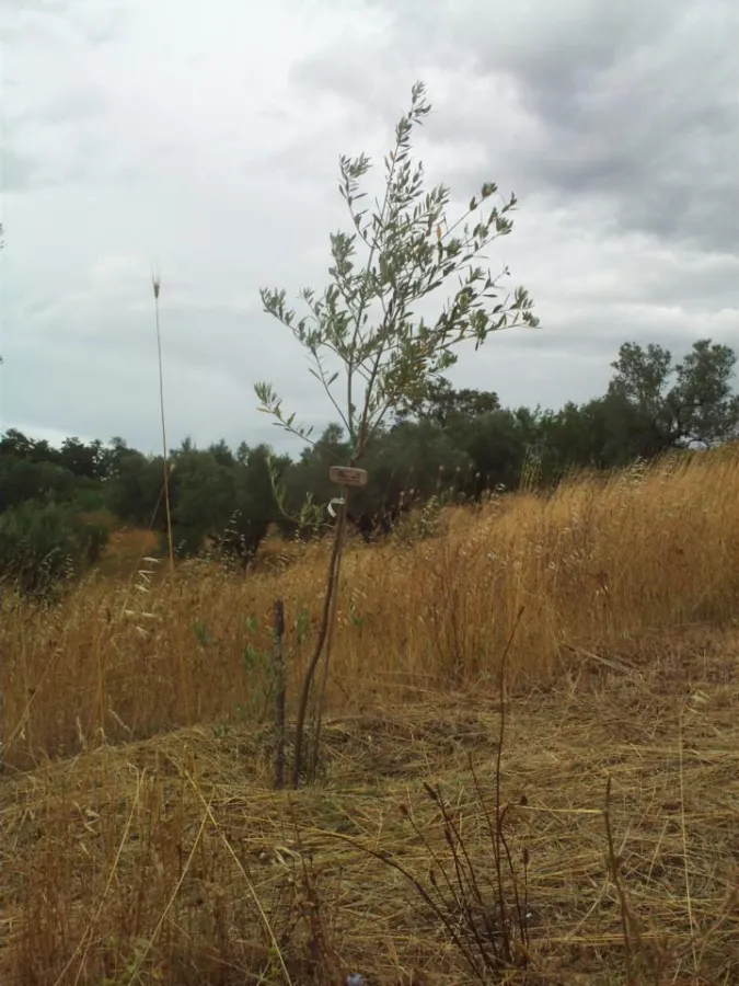 Das könnte Ihr Baum sein. Frisch gepflanzter Patenschafts Olivenbaum im La Rogaia ArteNatura Naturschutzprojekt