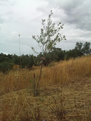 Mehr als nur ein Geschenk, Olivenbaumpatenschaft im La Rogaia ArteNatura Naturschutzprojekt Bild: Mehr als nur ein Geschenk, Olivenbaumpatenschaft im La Rogaia ArteNatura Naturschutzprojekt