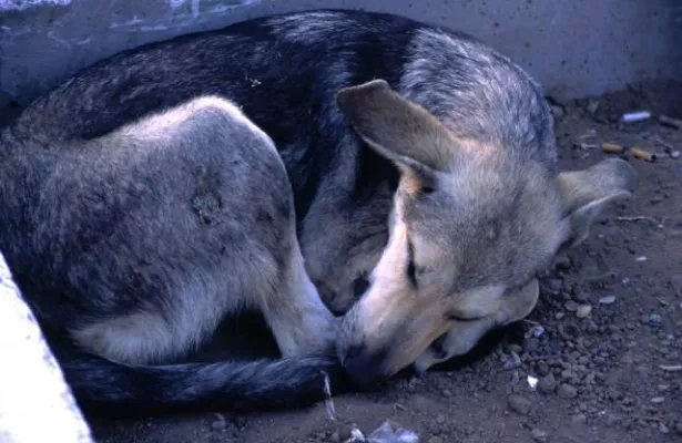 Bild: Bund Deutscher Tierfreunde weist auf Leishmaniose-Gefahr für Hunde hin