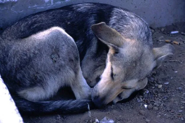 Bund Deutscher Tierfreunde weist auf Leishmaniose-Gefahr für Hunde hin Bild: Bund Deutscher Tierfreunde weist auf Leishmaniose-Gefahr für Hunde hin