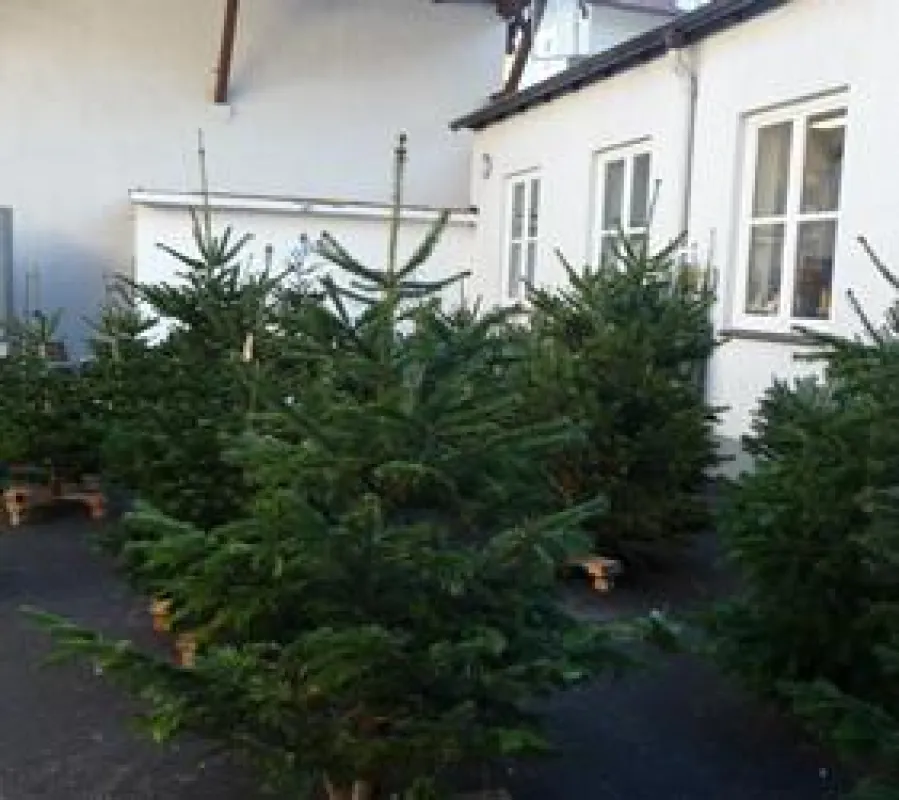 Nordmanntannen von 0,8 bis 3 Meter sind im Angebot.
