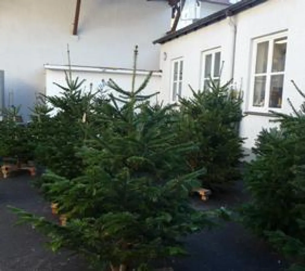 Nordmanntannen von 0,8 bis 3 Meter sind im Angebot.