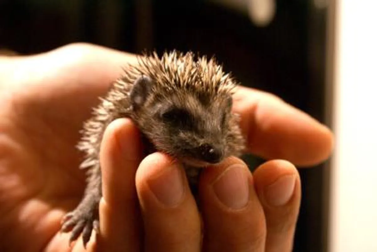 Dieser kleilne Igel ist einer von 200, die jährlich bei Diana Erdmann Unterschlupf finden.