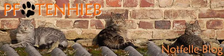 Bild: Notfall-Katzen im Katzenmagazin Pfotenhieb
