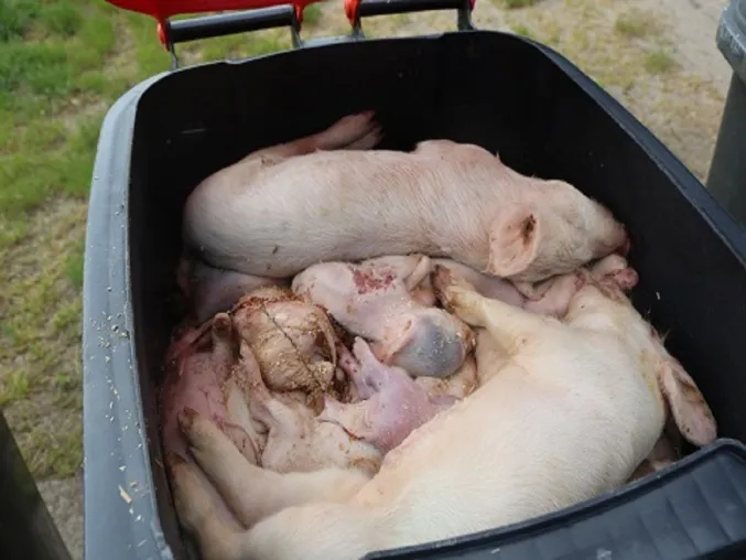Bild: Lebende Ferkel in Kadaver-Tonne in Brandenburger Schweinezucht gefunden
