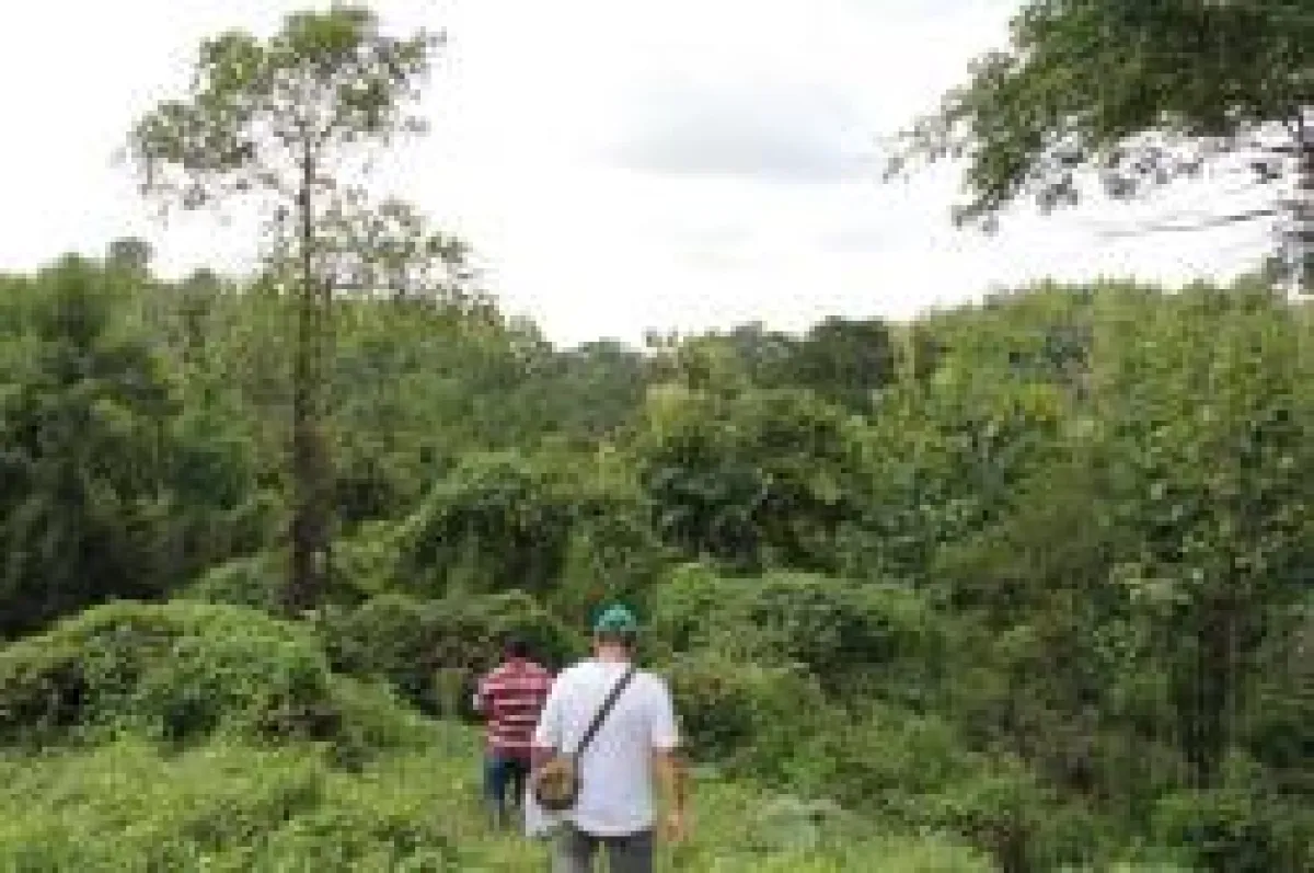 Life Forestry klärt Teakplantagen-Irrtümer auf