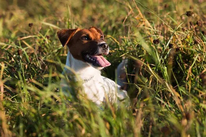 Bild: Das richtige Futter für meinen Hund.