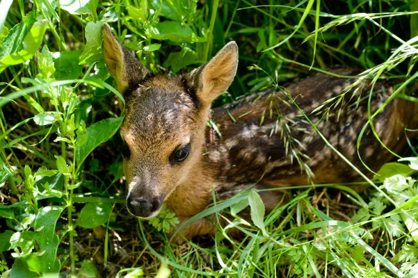 Schnelle Hilfe für Wildtiere per App Bild: Schnelle Hilfe für Wildtiere per App