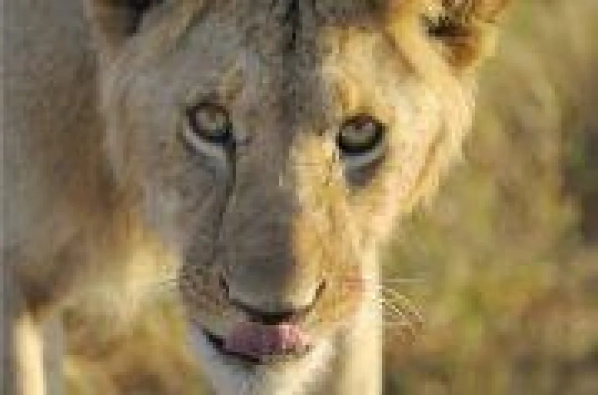 www.serengeti-wildlife.com und www.fotomagazin.de
