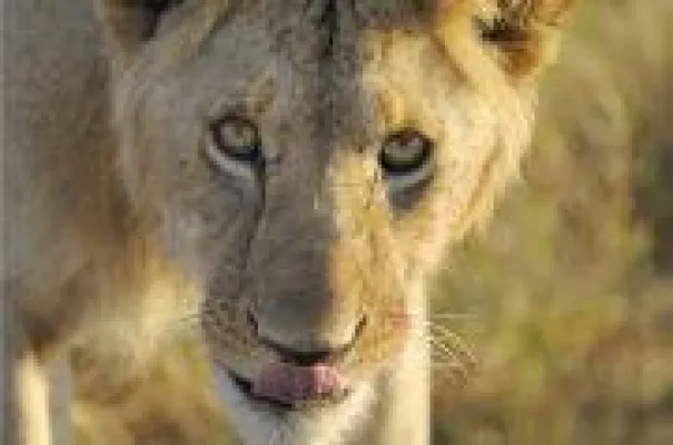 Bild: Wildlife- Workshop in der Masai Mara
