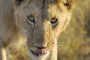 Bild: Wildlife- Workshop in der Masai Mara