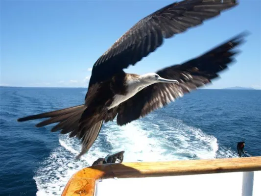 Bild: Galapagos Inseln: Kreuzfahrt mit der Millennium - eine besondere Reise