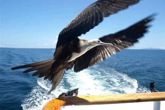 Bild: Galapagos Inseln: Kreuzfahrt mit der Millennium - eine besondere Reise